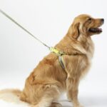 L.L.Bean unisex gepersonaliseerd reflecterend harnas voor huisdieren limoen huis goederen VT0641867